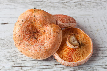 Three saffron milk cap mushrooms on white wooden rustic table closeup