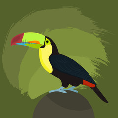 Toucan on a green background, vector illustration
