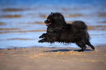 happy pomeranian spitz dog running on the beach