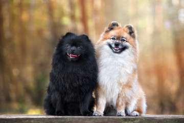 two adorable spitz dogs sitting together outdoors