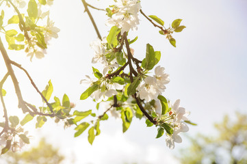 blossom apple tree in sunshine