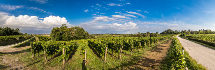 Fototapeta na wymiar grapevine field in the italian countryside