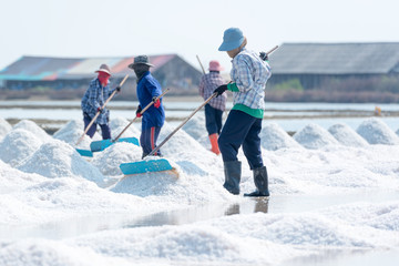 Fototapeta na wymiar Sea salt harvesting in Pak Thale, Phetchaburi, Thailand
