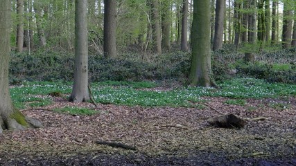 Der Frühling erwacht im Wald
