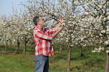 Naklejka na ściany i meble Farmer or agronomist in blossoming plum orchard