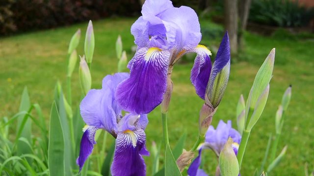 iris purple wind