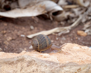 snail crawling on the stone nature