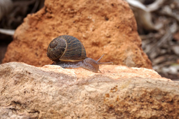 snail crawling on the stone nature