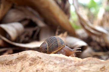 snail crawling on the stone nature
