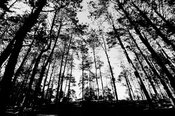 black and white trees silhouettes at doi angkang Chiang mai , Northern of Thailand