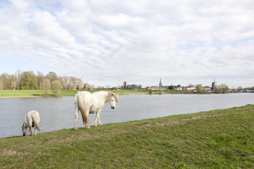 white horses graze on rhine embankment opposite stronghold wijk