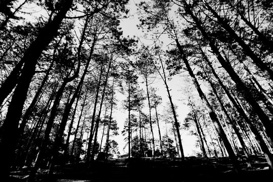Fototapeta black and white trees silhouettes at doi angkang Chiang mai , Northern of Thailand