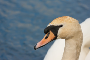 mute swan close up
