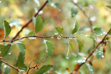 Green leaf with water drops