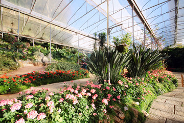 various garden flowers blooming in greenhouse 