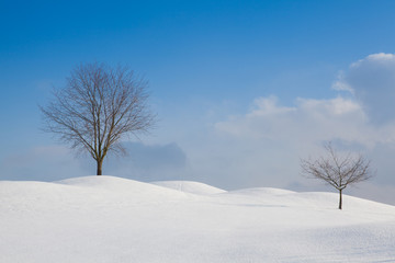 Winter landscape in sunny day