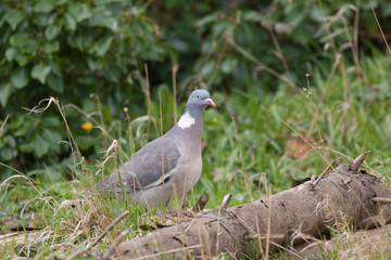 woodpigeon in the wild 