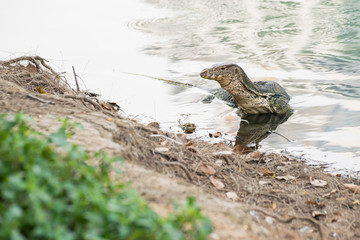 Water monitor in the water