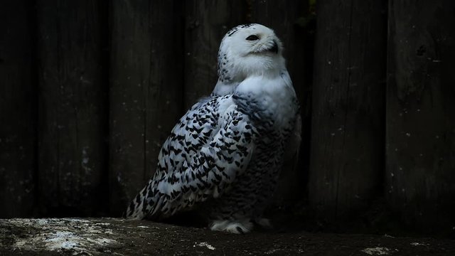 snowy owl - nyctea scandiaca