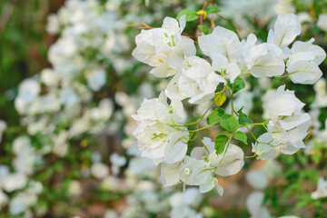 beautiful white Bougainvillea flower