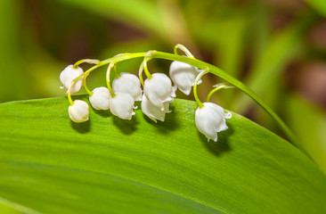lilies flowers on green background