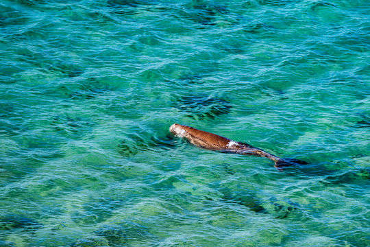 australia dugong while swimming on sea surface
