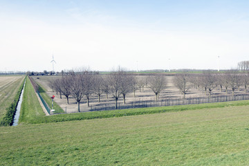 tree plantation in dutch province of flevoland near Zeewolde and