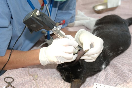 Tatouage, technique ancienne d'identification des animaux, un code est grav&eacute; dans l'oreille droite de l'animal domestique