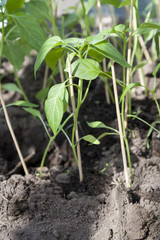 Young seedlings of pepper in the greenhouse
