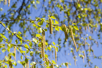 Spring blossoms tree birch with young green leaves