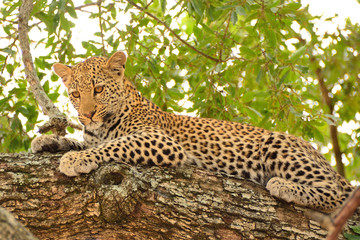 African Leopard cub relaxing on a large tree stump watching the photographer