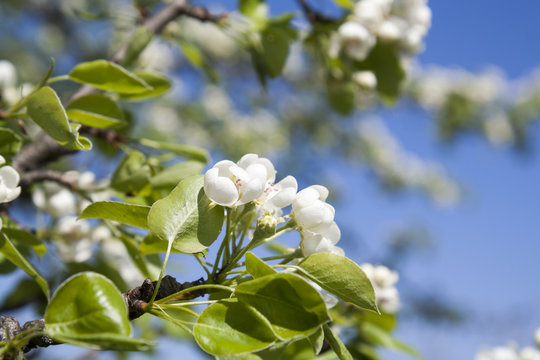 Pear blossom on light blue sky background