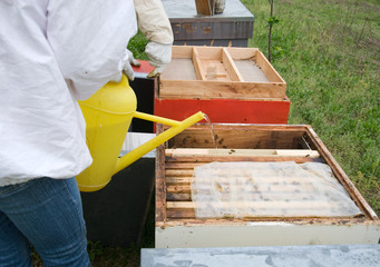 Supplemental feeding of bees