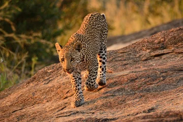 Rolgordijnen African Leopard cub strolling relaxed down the rocks in the cool morning light © robbyh