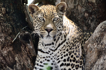 African Leopard in a tree watching the passing activity 