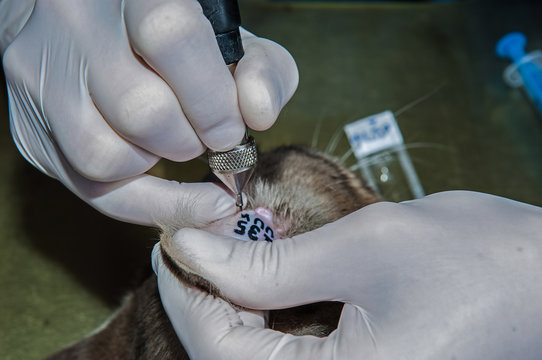 Tatouage, technique ancienne d'identification des animaux, un code est grav&eacute; dans l'oreille droite de l'animal domestique