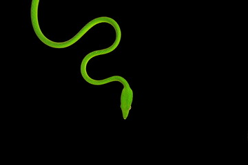Oriental whip snake isolated on black background