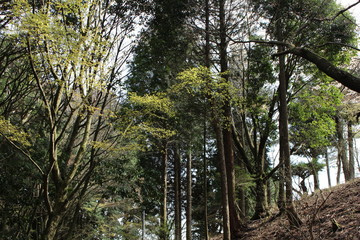 Fototapeta premium 自然 森
