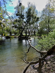 Rhein_Auwald_bizarre B&auml;ume_#F