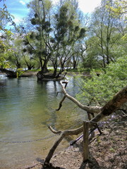 Rhein_Auwald_bizarre Bäume_#F