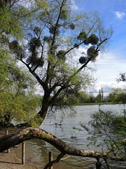 Rhein_Auwald_bizarre Bäume_#F