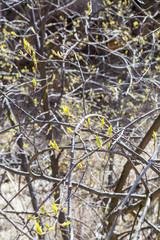 The first spring leaves buds at tree branches in springtime
