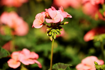 Obraz premium Pelargonium, garden geranium in natural light 