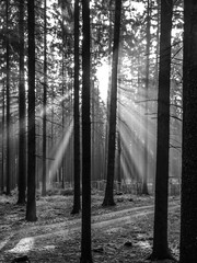 Promienie słoneczne wpadające przez las