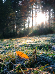 Morning hoar on the grass