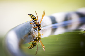 Durstige Wespe