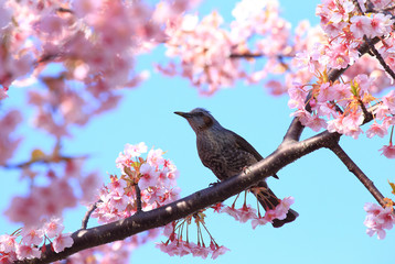 ヒヨドリと満開の桜