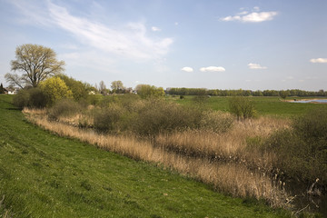 Obraz premium Foreland of Dutch river Meuse, Poederoijen, Gelderland, Netherlands