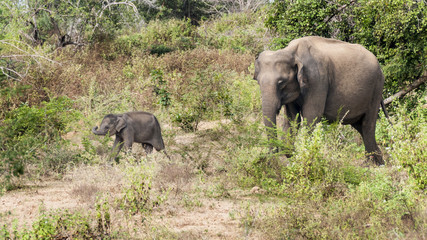 Fototapeta premium Elephant