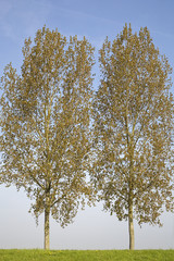Two young poplar trees (Populus sp.) on blue sky, Netherlands